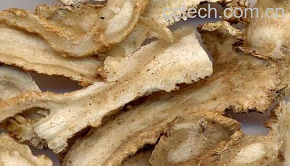 果蔬百科当归的功效与作用-0