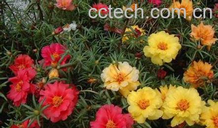 果蔬百科半枝莲的营养价值和食用方法-0