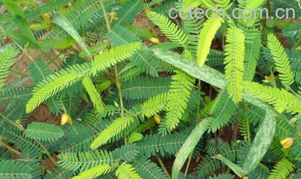 果蔬百科合萌叶-0