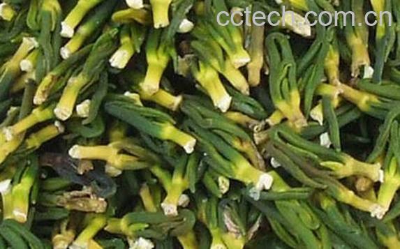 果蔬百科吃莲子心有什么好处-0