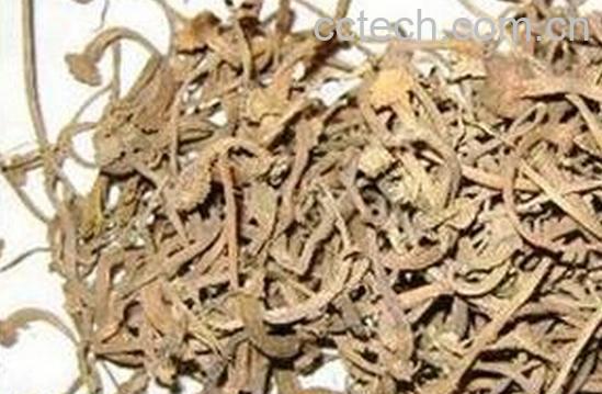 果蔬百科香瓜蒂-0