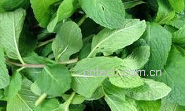 果蔬百科新鲜薄荷叶-0