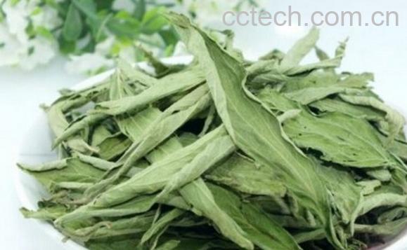 果蔬百科甜菊叶-0