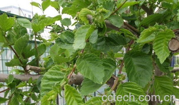 果蔬百科榆树叶-0