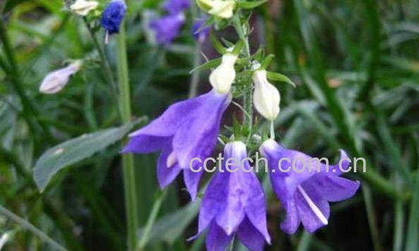 果蔬百科展枝沙参-0