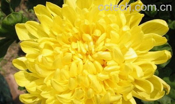 果蔬百科菊花的药用功效-0