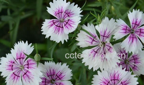 果蔬百科山竹花-0