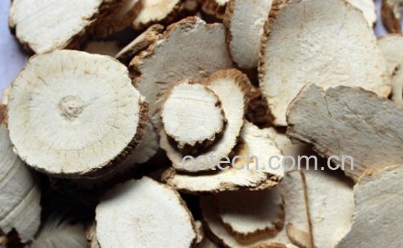 果蔬百科白芷-0