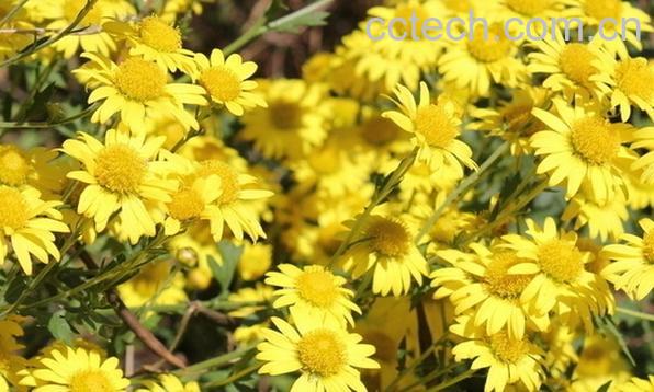 果蔬百科野菊花泡水-0