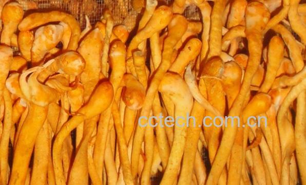 果蔬百科虫草菇与虫草花的区别-0