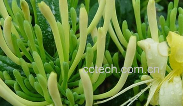 果蔬百科银花和金银花的区别-0