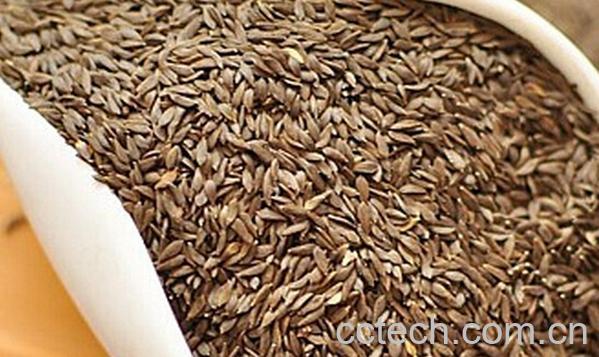 果蔬百科生菜籽-0