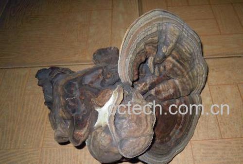 果蔬百科灵芝-0