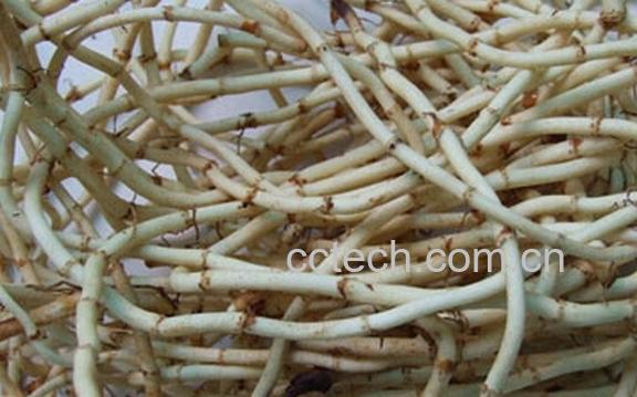 果蔬百科鱼腥草怎么泡水-0