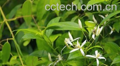 果蔬百科生甘草-0