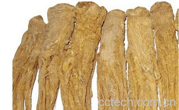 果蔬百科当归-0