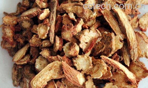 果蔬百科丹参-0