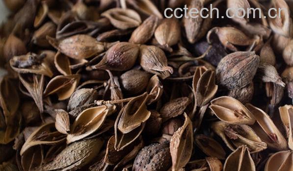 果蔬百科连翘-0