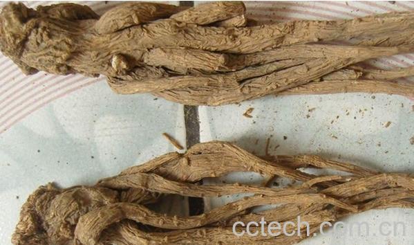 果蔬百科全当归-0