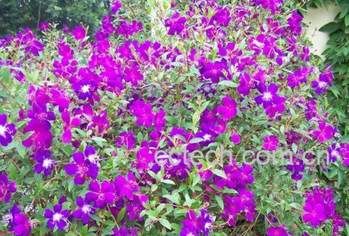 果蔬百科乌提子-0