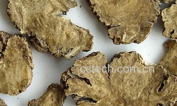 果蔬百科川芎-0