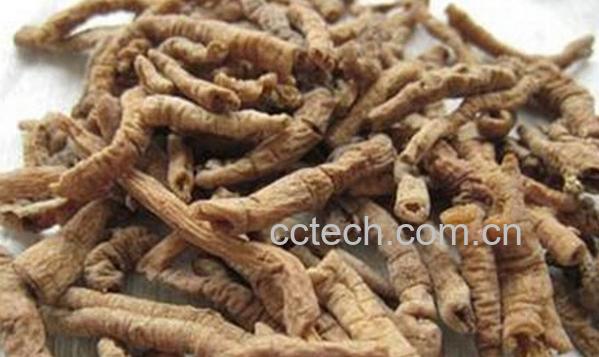 果蔬百科远志-0