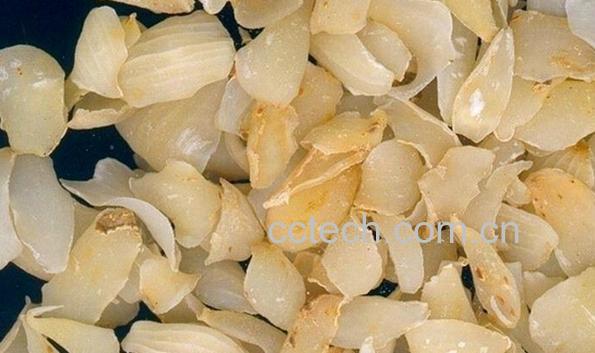 果蔬百科百合-0