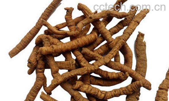 果蔬百科制远志-0