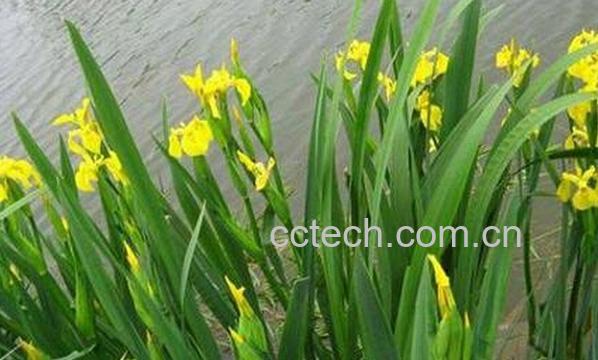 果蔬百科石菖蒲-0