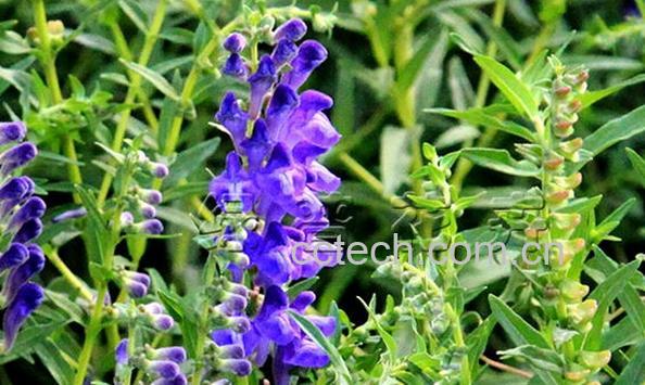 果蔬百科黄芩-0