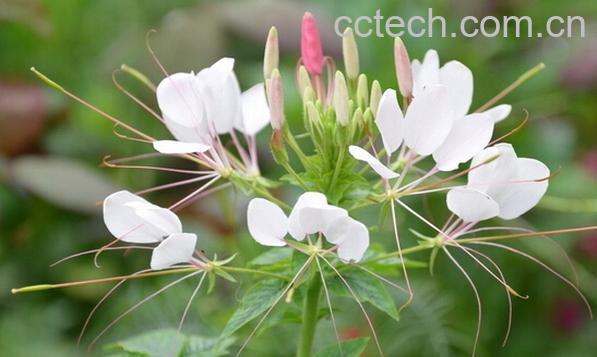 果蔬百科白花菜-0