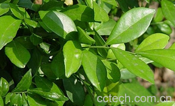 果蔬百科橘叶-0