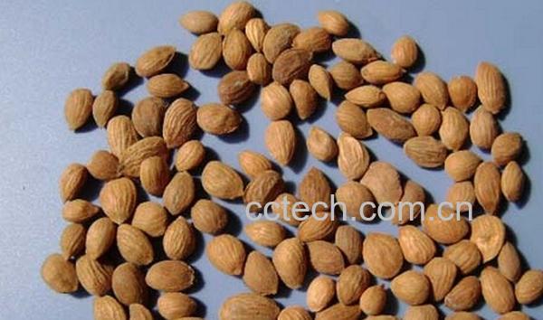 果蔬百科桃子仁-0