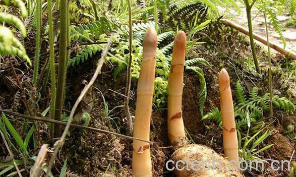 果蔬百科野生天麻-0