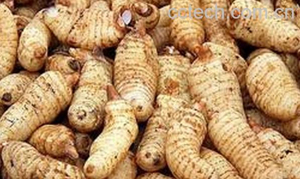 果蔬百科天麻-0