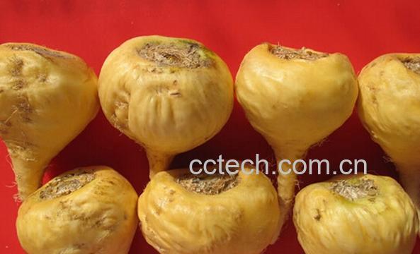 果蔬百科玛咖-0