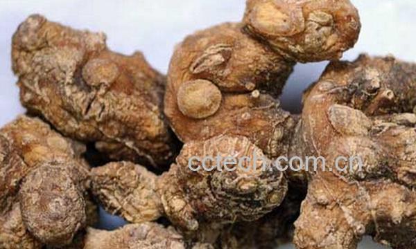 果蔬百科黄精-0