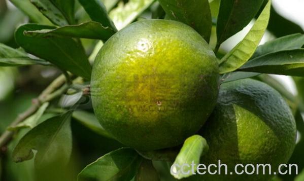 果蔬百科橘子叶-0