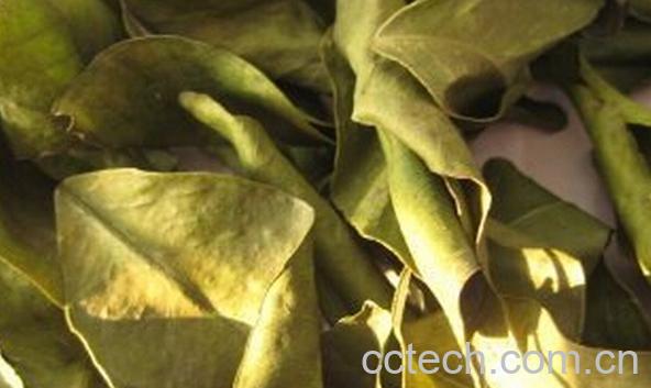 果蔬百科橘子叶-0