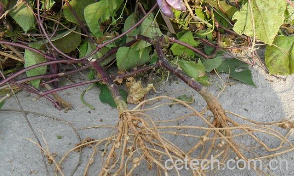 果蔬百科扁豆根-0