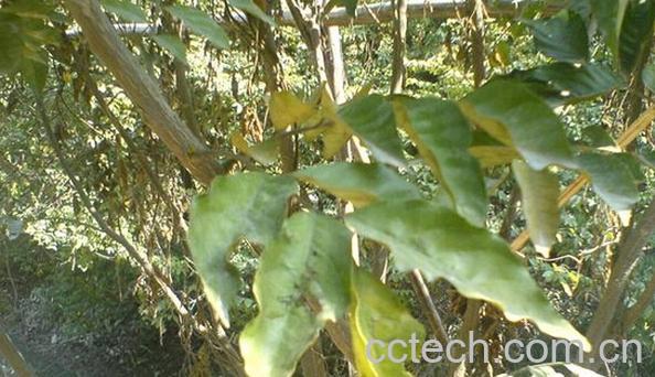 果蔬百科黄皮叶-0