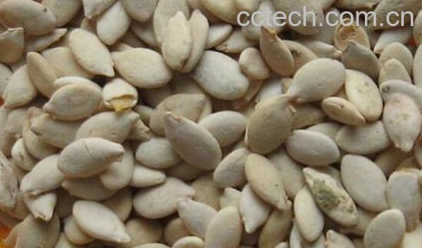 果蔬百科冬瓜籽-0