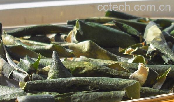 果蔬百科冬瓜皮-0