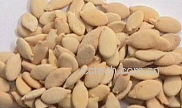 果蔬百科冬瓜仁-0