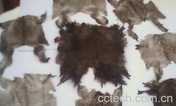 果蔬百科蟾蜍皮-0