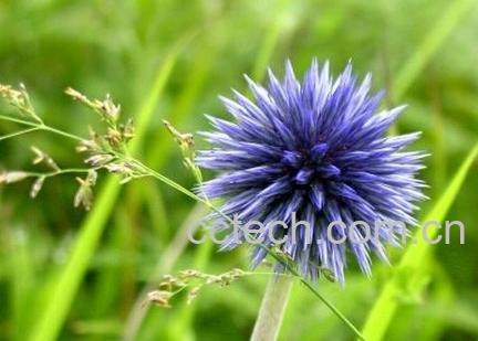 果蔬百科禹州漏芦的功效与作用-0