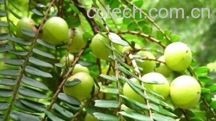 果蔬百科余甘子-0