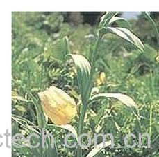 果蔬百科伊贝母-0