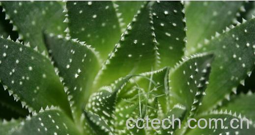 果蔬百科多叶芦荟-0