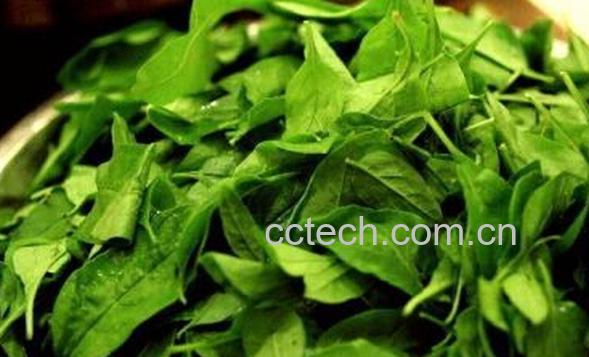 果蔬百科枸杞叶-0